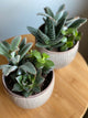 Small Mixed Succulent Garden