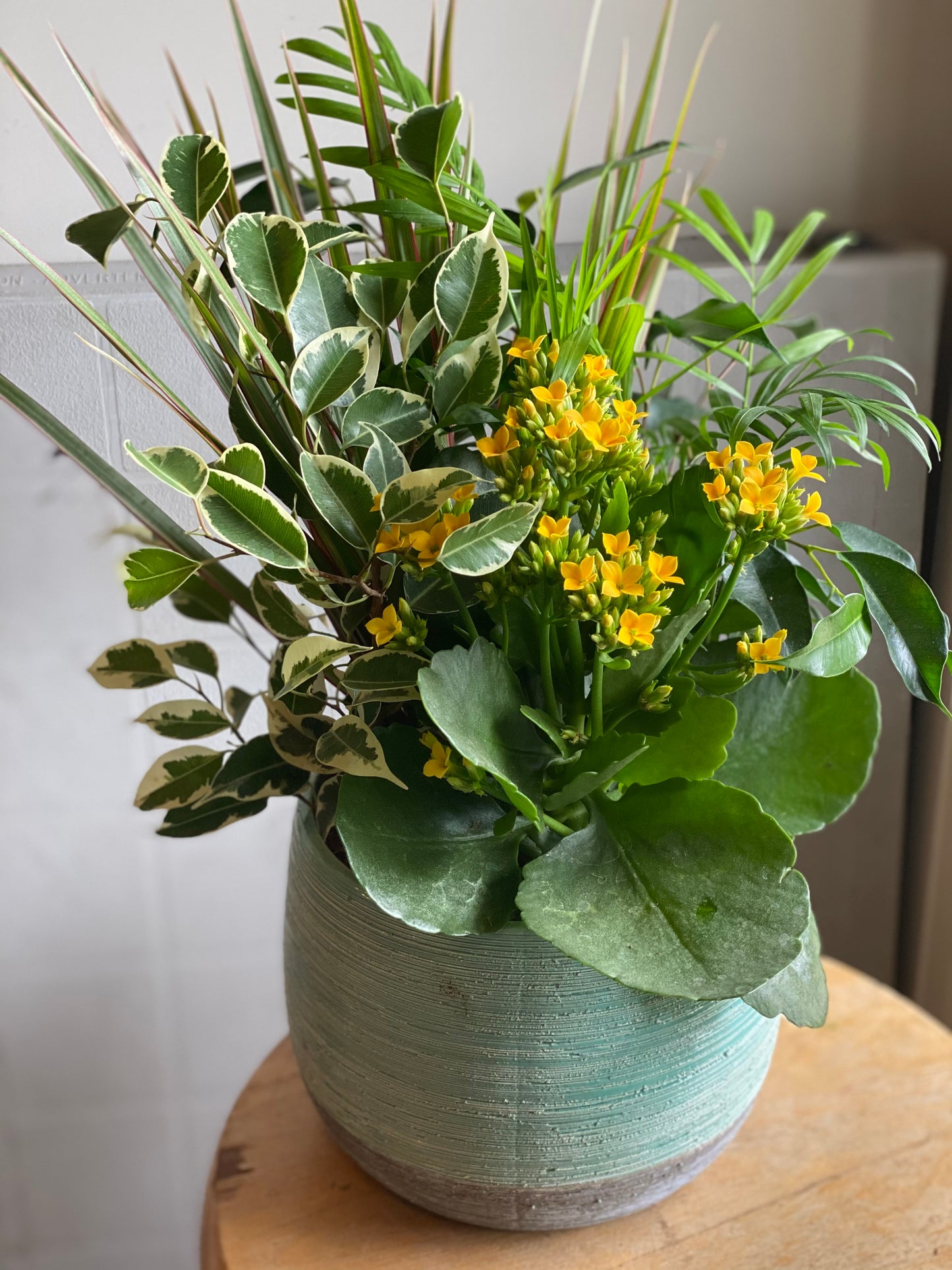 Medium Assorted tropical Planter