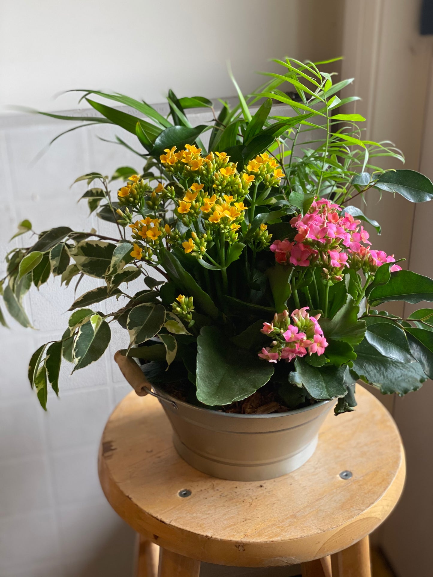 Medium Assorted tropical Planter
