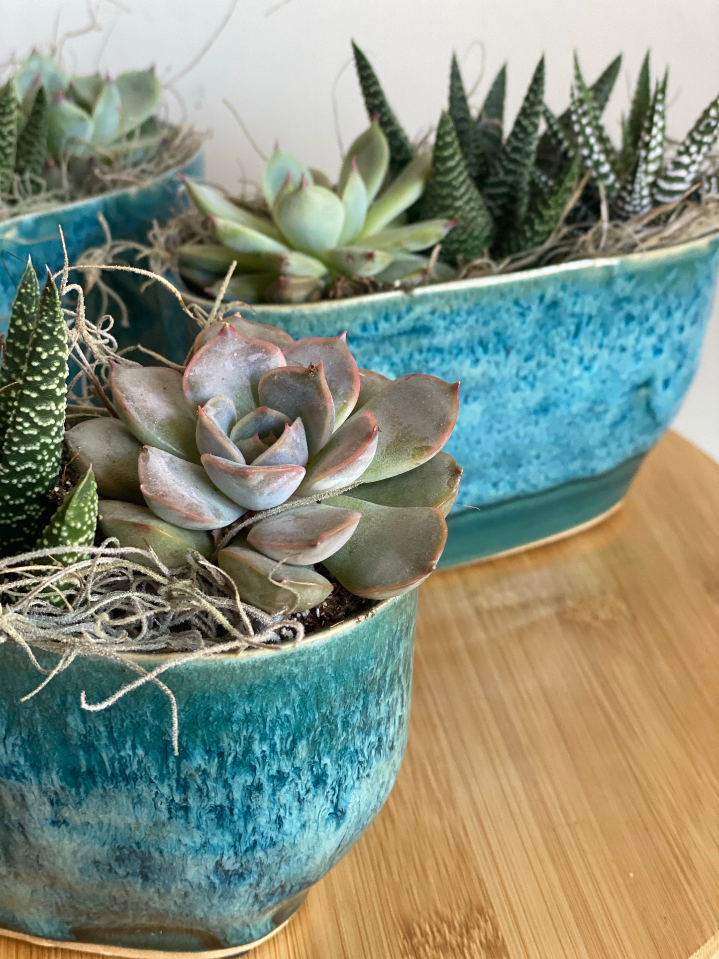 Succulent Trio in Pot