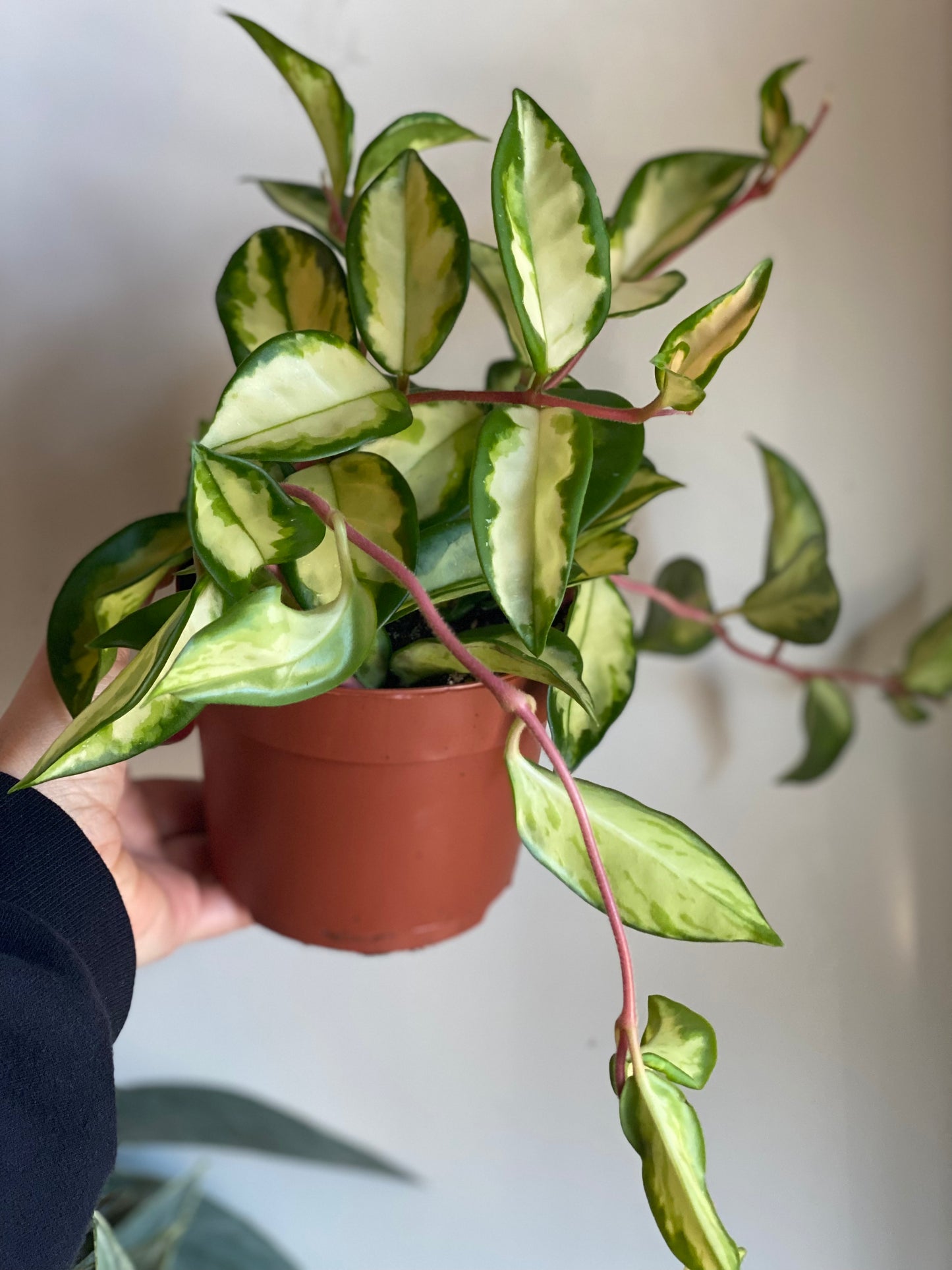 Hoya Carnosa