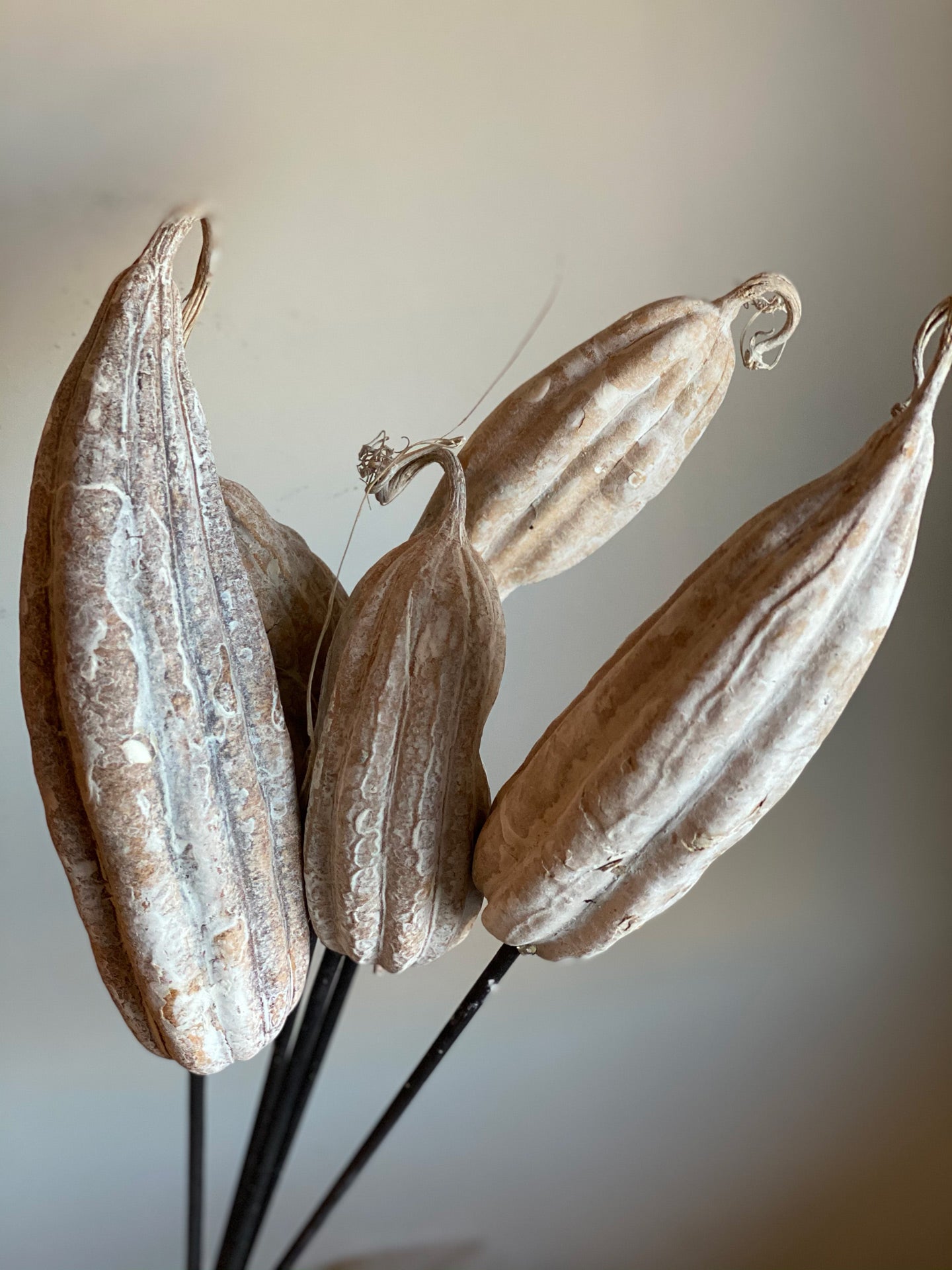 Jhinga Pods