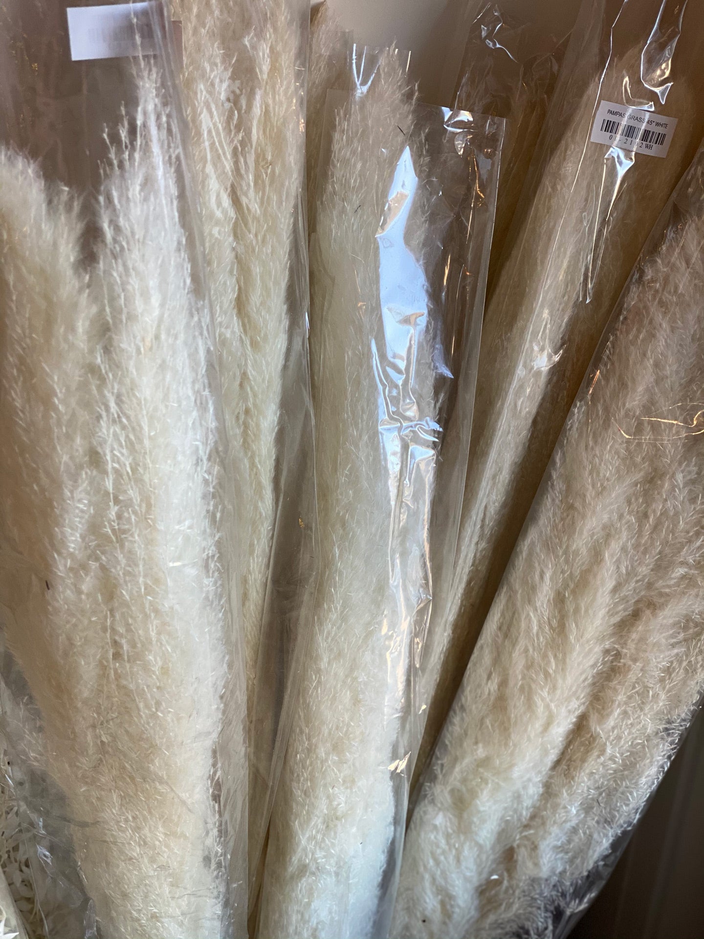 White Pampas Grass