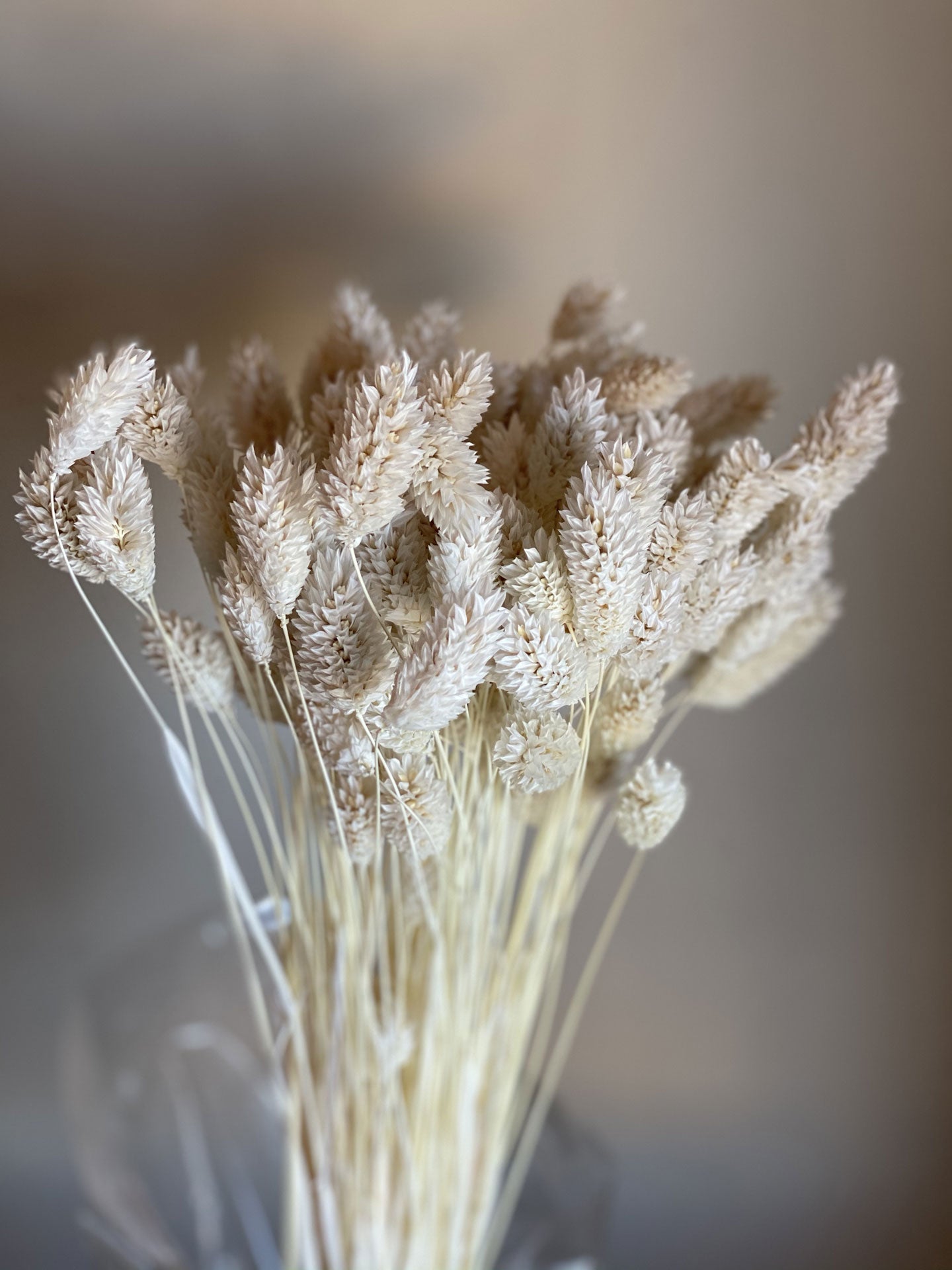 Phalaris