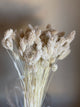 Phalaris