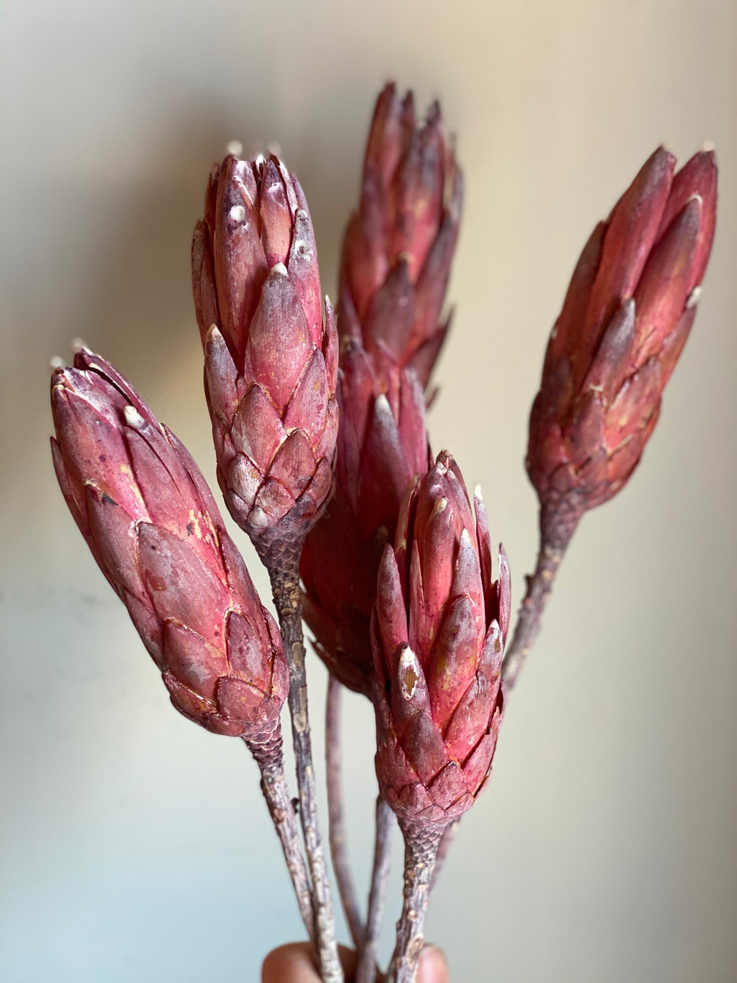 Pink Protea Flower