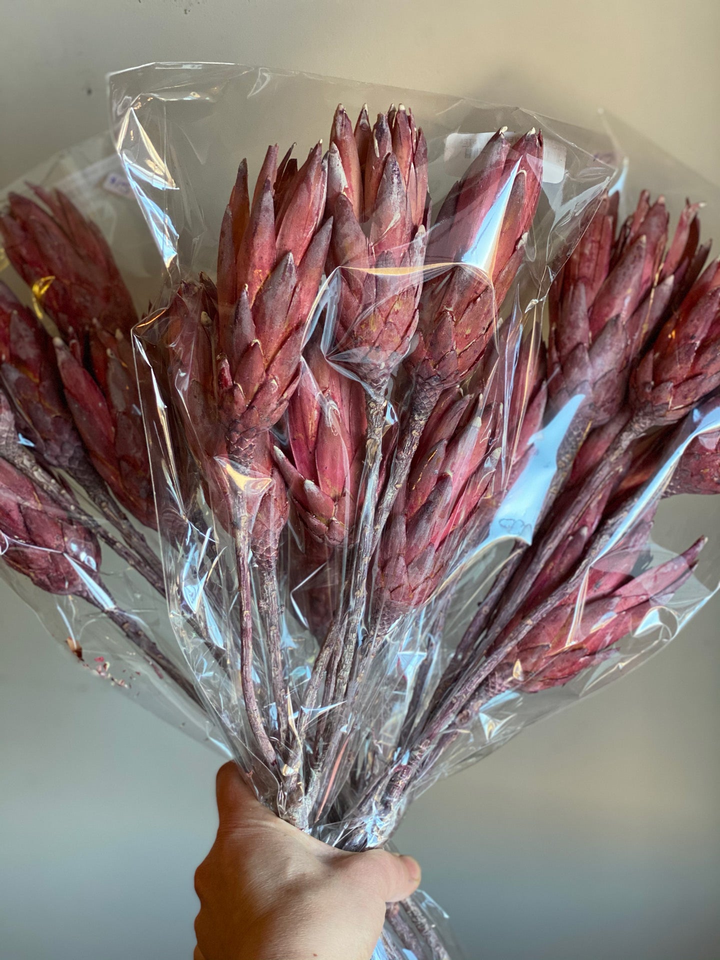 Pink Protea Flower