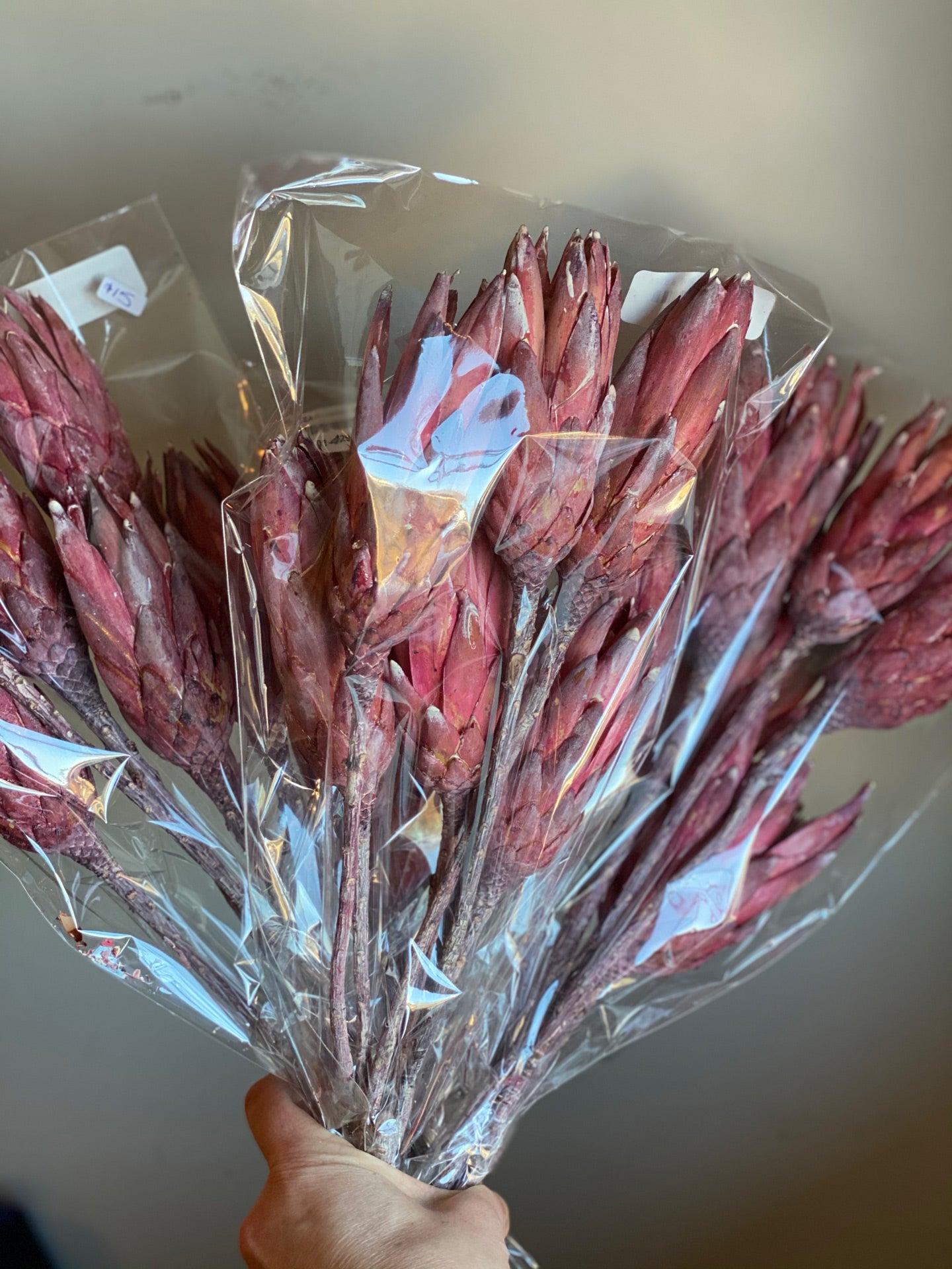 Pink Protea Flower