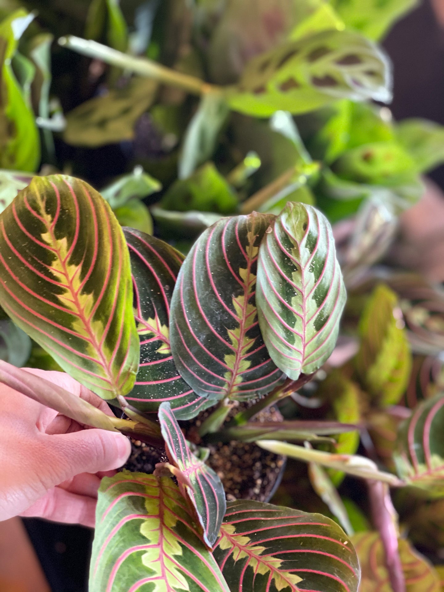 praying hands plant flower Prayer Plant – Elora St. Flowers