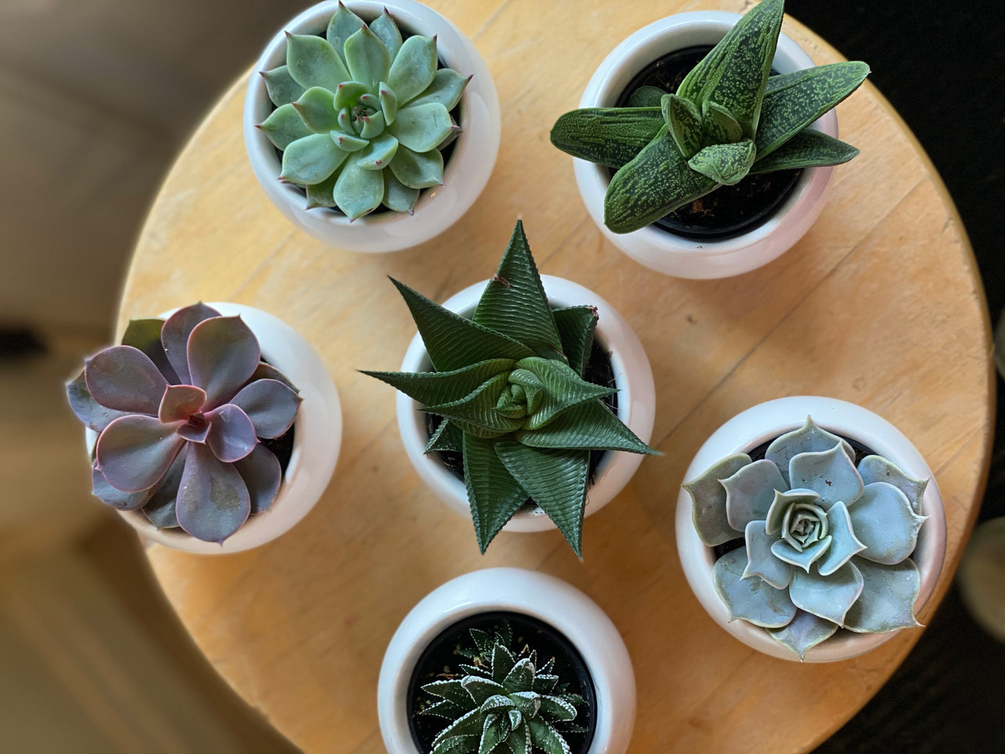 Mini Succulent in a White Pot