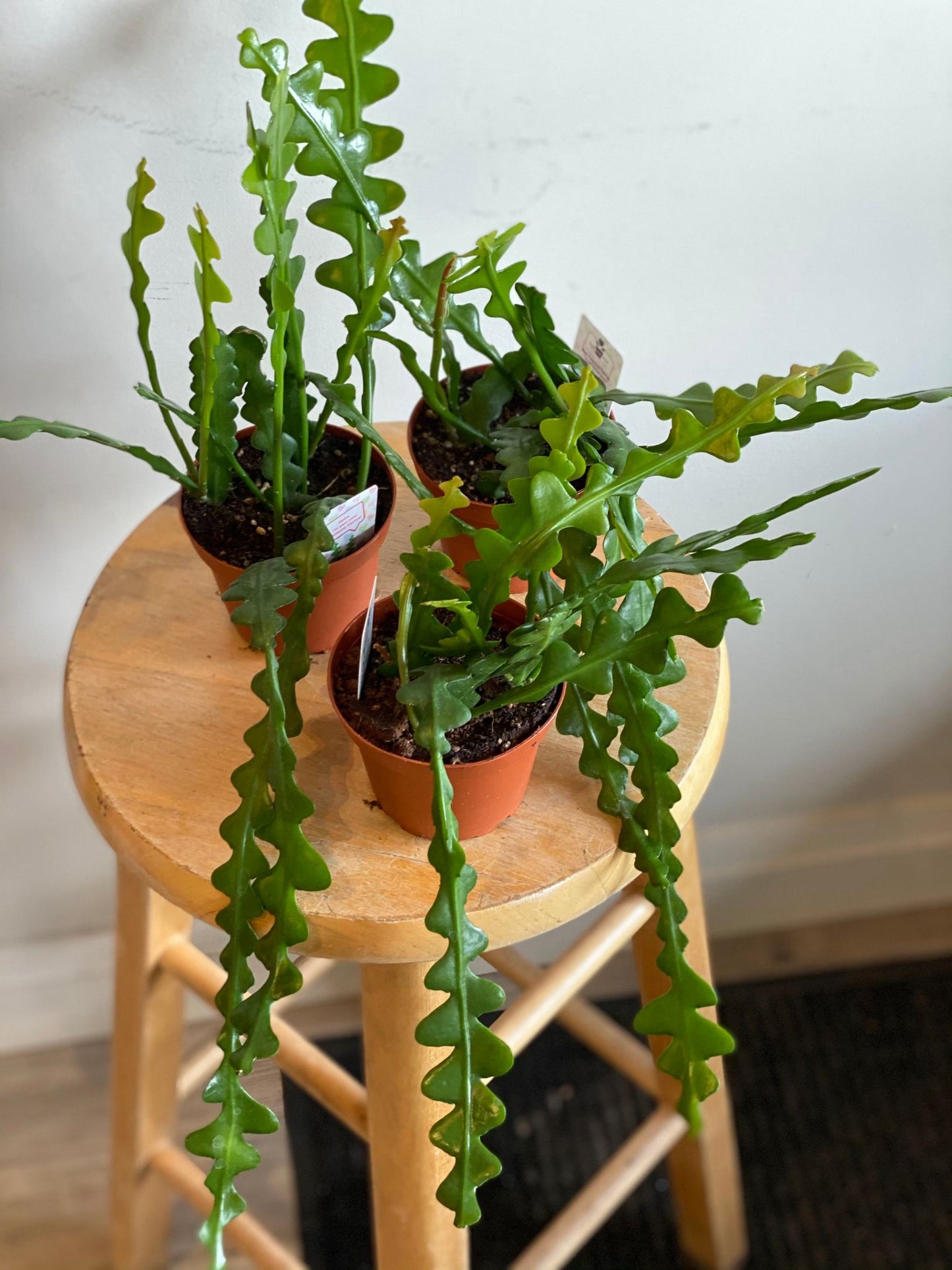 Fish Bone Cactus