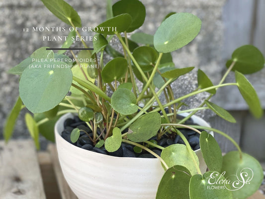 12 Months of Growth Plant Series: Pilea Peperomioides (AKA Friendship Plant)