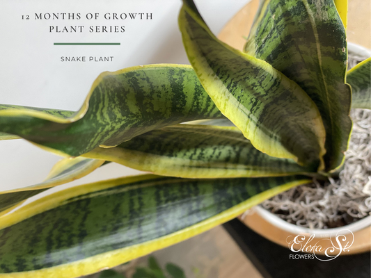 12 Months of Growth Plant Series: Snake Plant