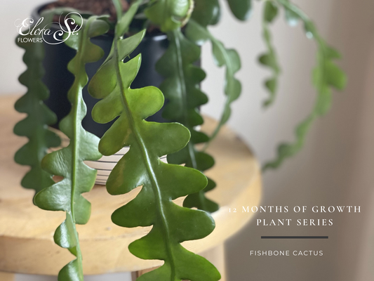 12 Months of Growth: Fish Bone Cactus