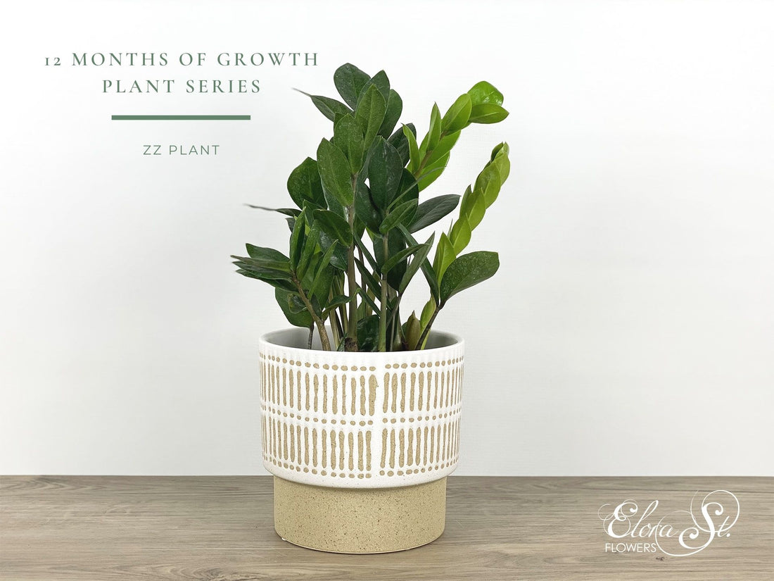 12 Months of Growth Plant Series: ZZ Plant