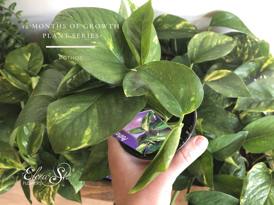 12 Months of Growth Plant Series: Pothos