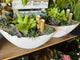 Succulent Planter