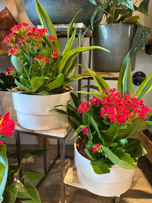 Ceramic tropical plant Arrangement
