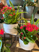 Ceramic tropical plant Arrangement