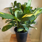 10” calathea
