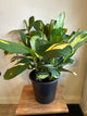 10” calathea
