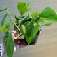 Philodendron Plant