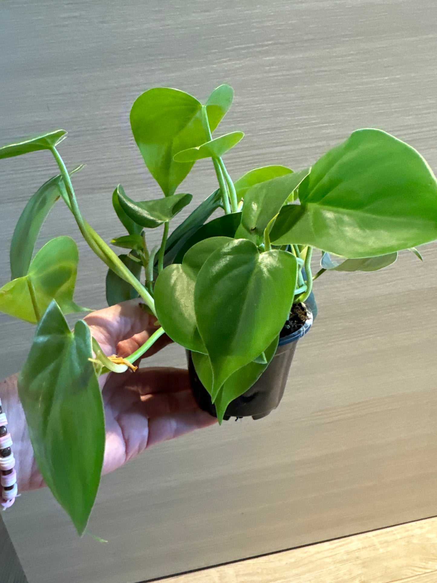 Philodendron Plant