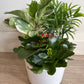 Small Indoor Planter