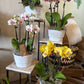 Orchid and Succulent Indoor Garden Planter