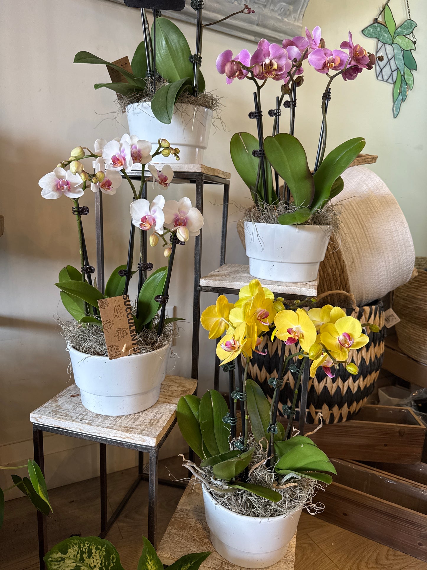 Orchid and Succulent Indoor Garden Planter