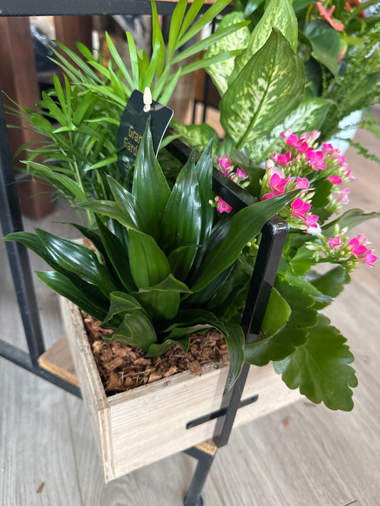 Rustic Wood Box Planter with Tropical Plants