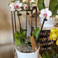 Orchid and Succulent Indoor Garden Planter