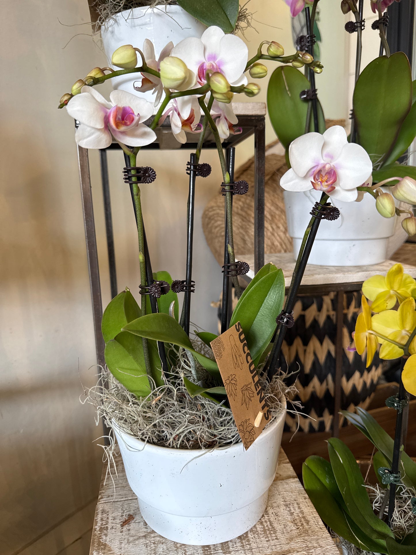 Orchid and Succulent Indoor Garden Planter