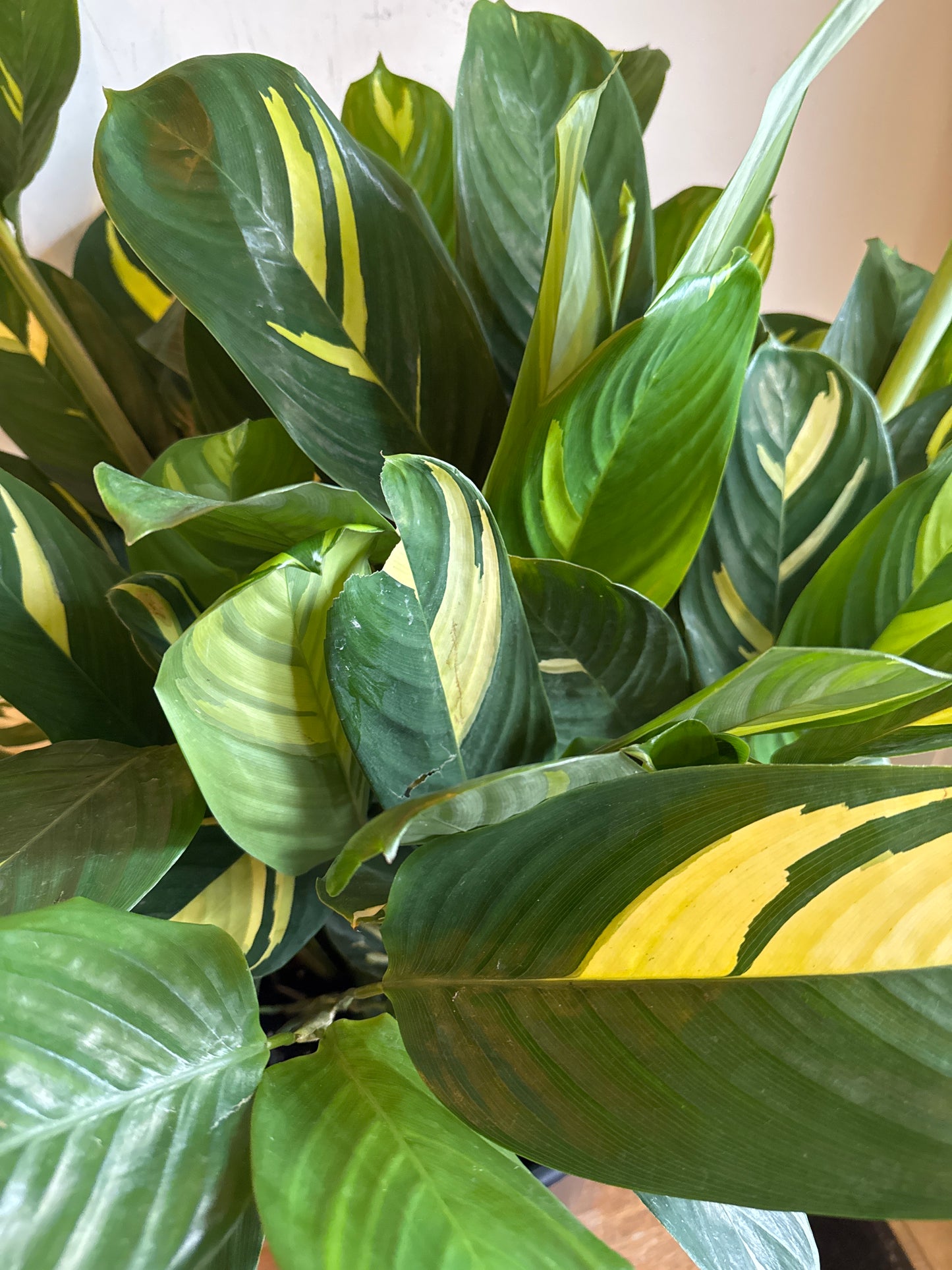 10” calathea