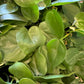 Philodendron Plant