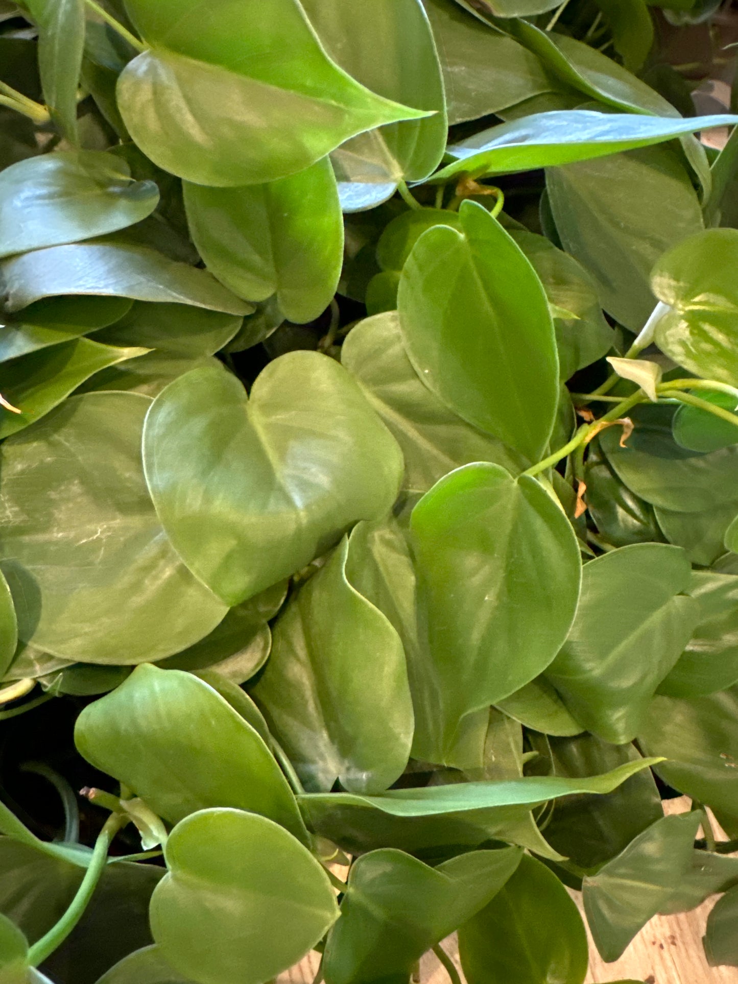 Philodendron Plant