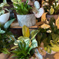 Medium Assorted Garden Planter