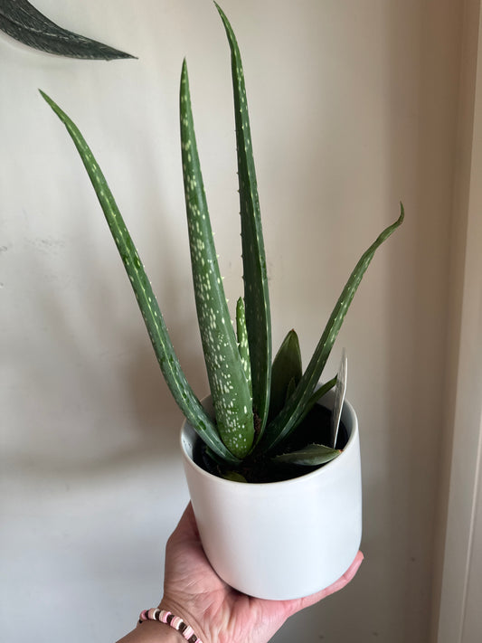 Aloe Plant in classic white pot