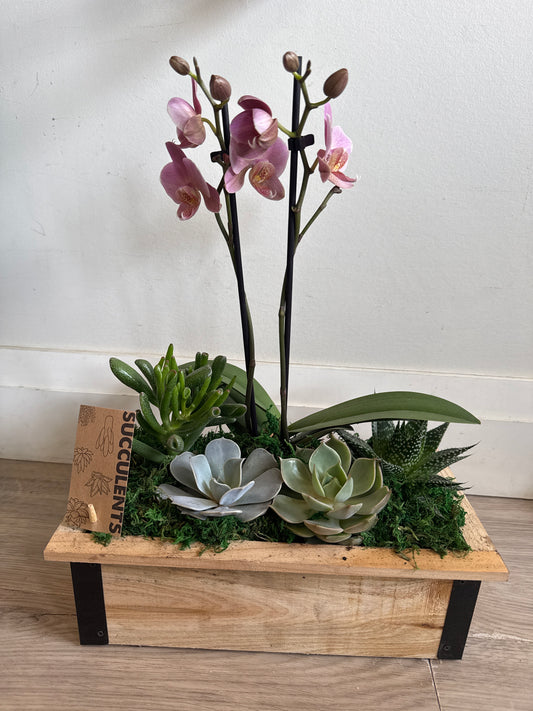Woodbox succulent With Orchid