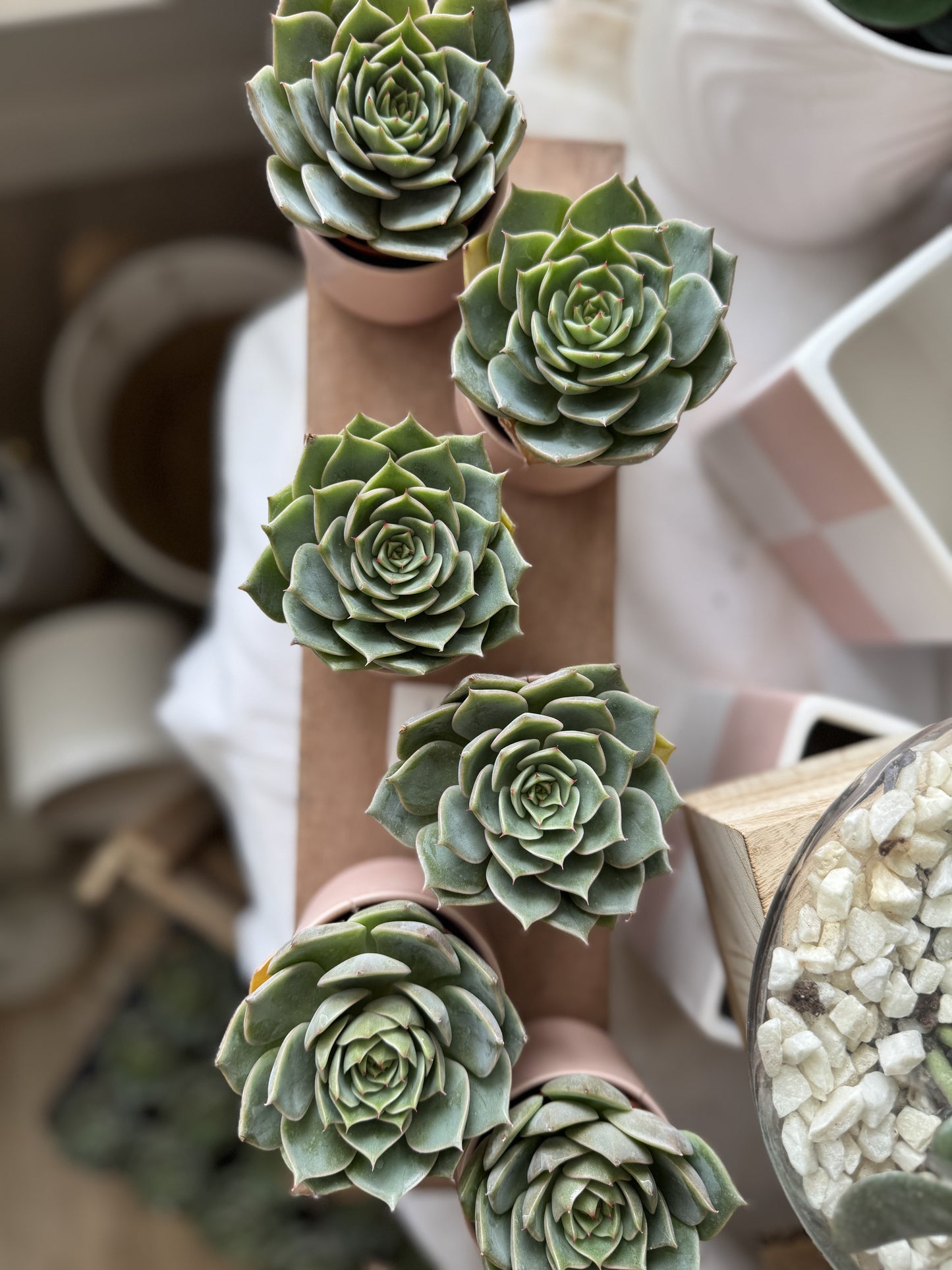 Valentine's Day Succulents