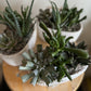 Ceramic Pot with Assorted Succulents