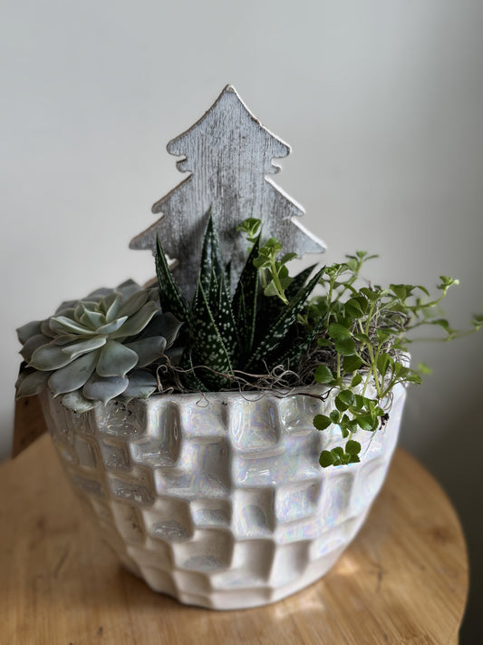 Mixed Succulent Planter in Ceramic Bowl