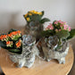 Small Mixed Succulent Garden