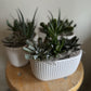 Ceramic Pot with Assorted Succulents