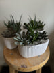 Ceramic Pot with Assorted Succulents