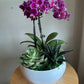 Orchid and Succulent Indoor Garden Planter