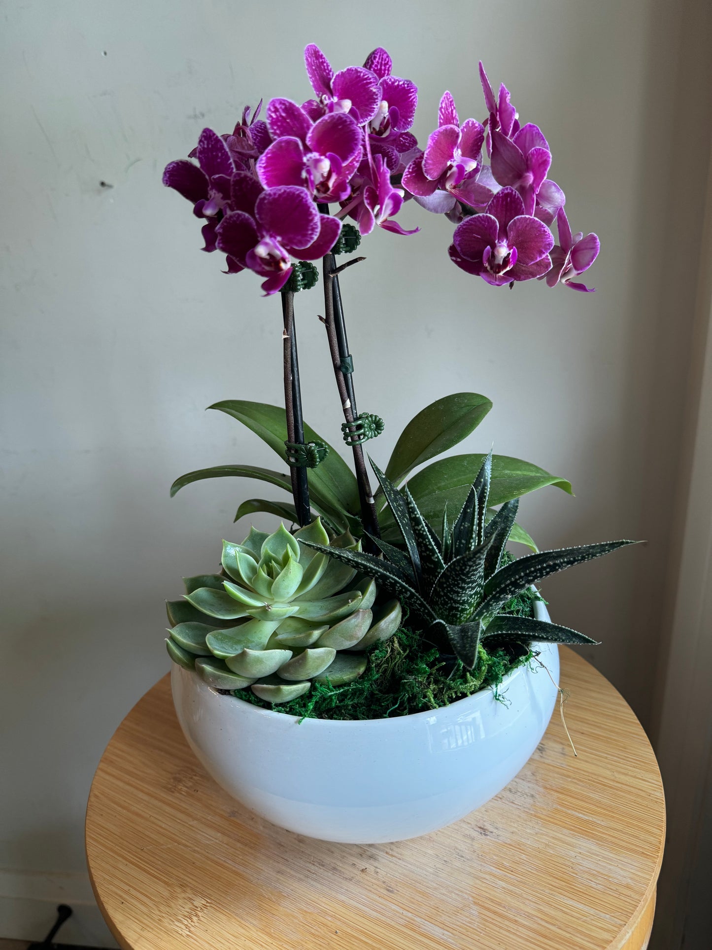 Orchid and Succulent Indoor Garden Planter