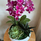 Orchid and Succulent Indoor Garden Planter