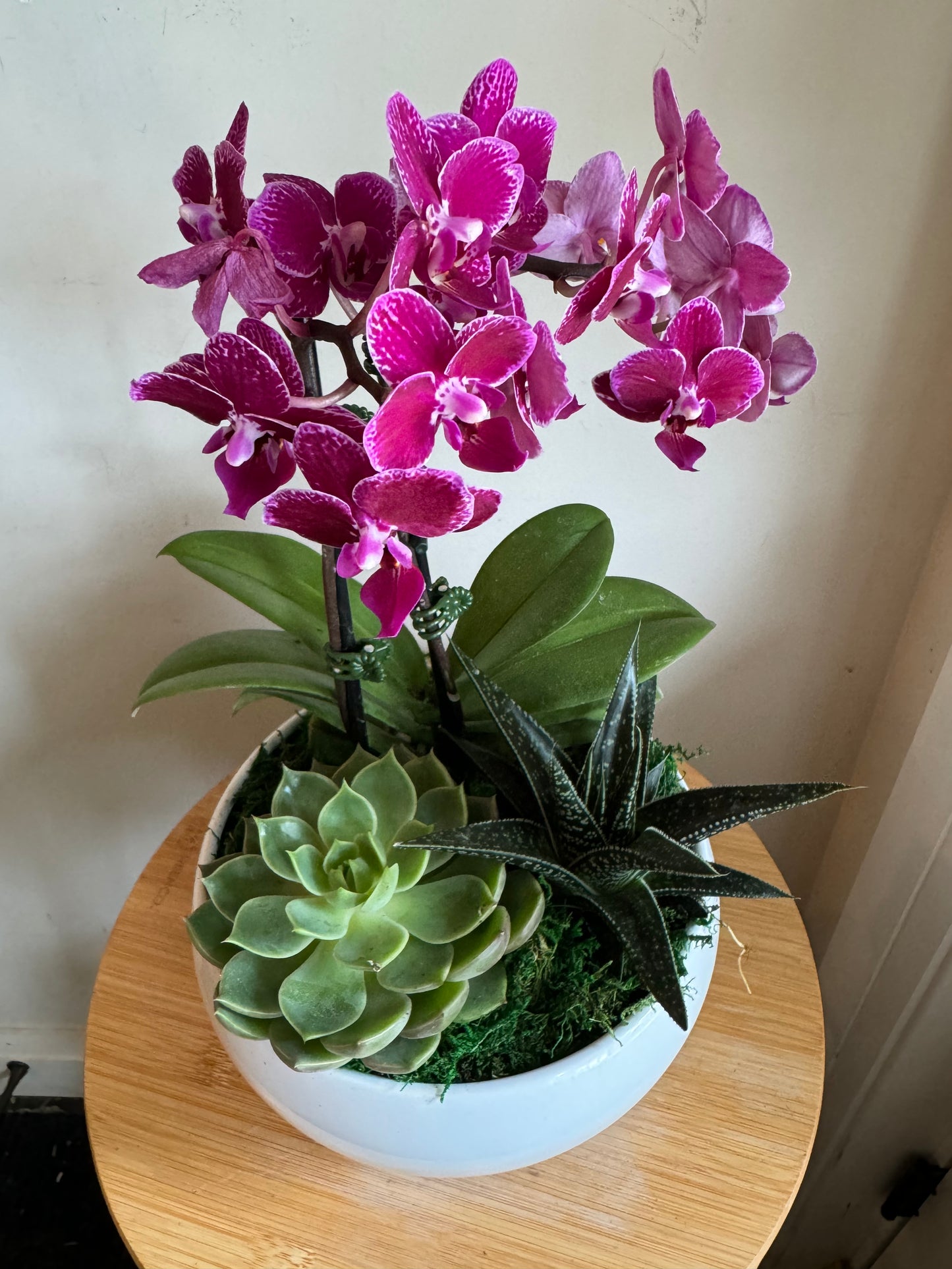 Orchid and Succulent Indoor Garden Planter