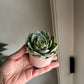 Valentine's Day Succulents